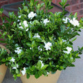 White Blooms Evergreen Gardenia Live Flowering Plant Set of Two N54511