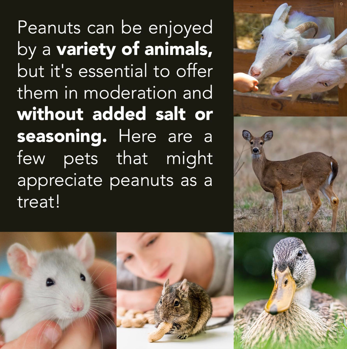 Raw Peanuts 50 LBS J772898