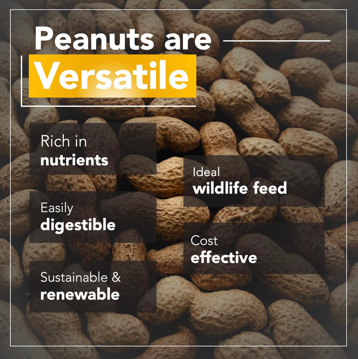 Raw Peanuts 50 LBS J772898